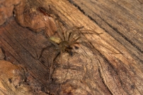 La Cheiracanthe. Un mle (Araneae - Cheiracanthiidae - Cheiracanthium mildei)